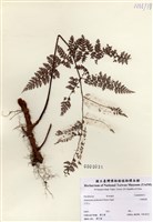 藏品(小膜蓋蕨)的圖片